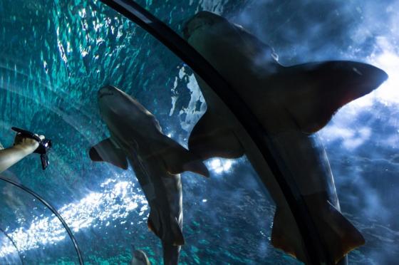 shark-473014_1280